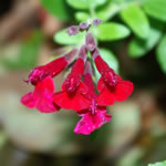 Salvia  'Maraschino'
